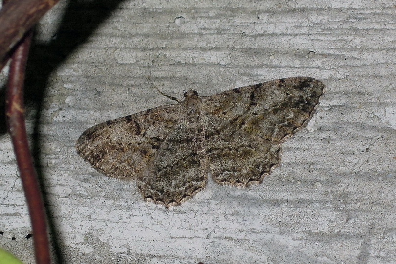 Peribatodes rhomboidaria - Geometridae.......dal Trentino